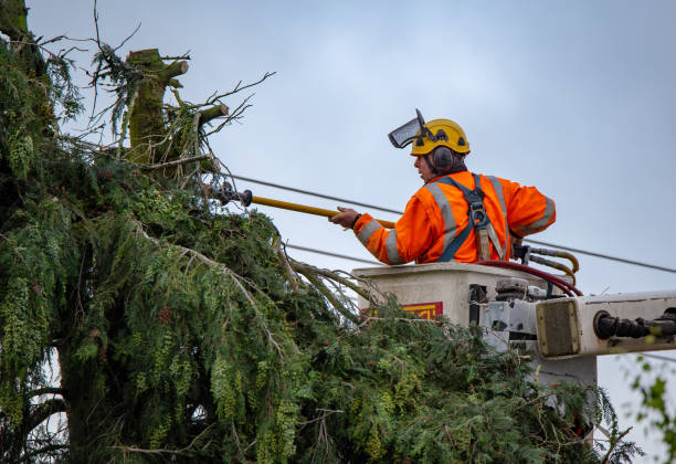 Best Tree Preservation Services  in Sterling, KS